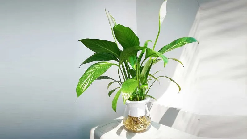 Cây lan ý Cây lan ý