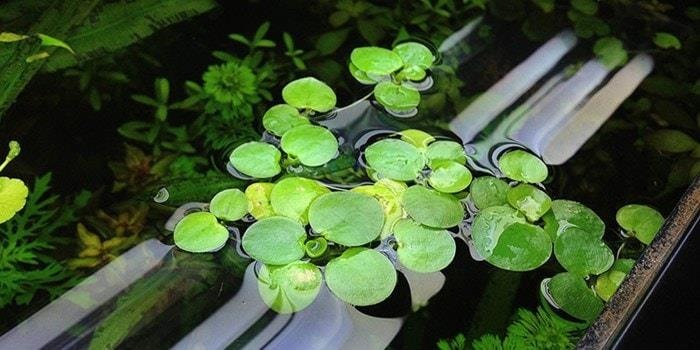 Bèo Nhật Bèo Nhật