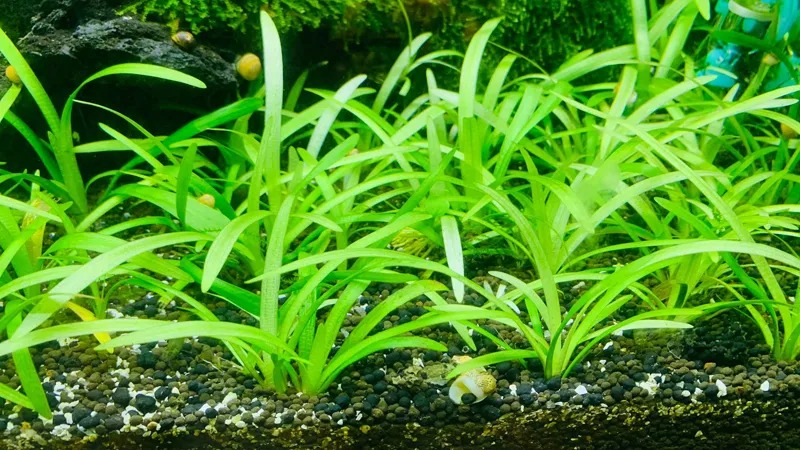 Cỏ Thìa Cỏ Thìa