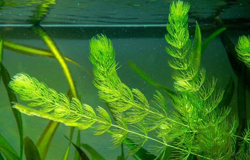 Rong đuôi chồn Rong đuôi chồn