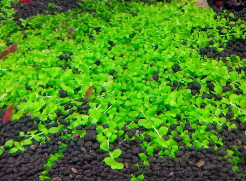 Trân châu thường Trân châu thường