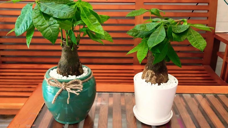 Cây kim ngân Cây kim ngân