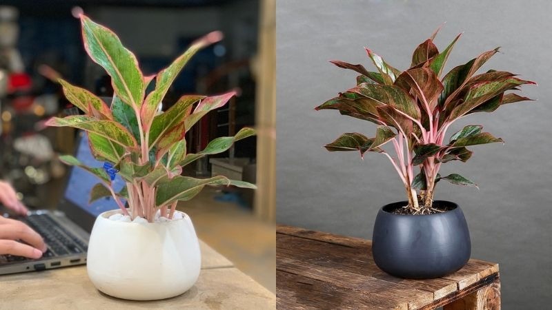 Cây phú quý Cây phú quý