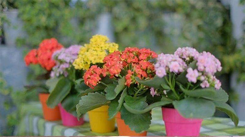 Cây sống đời Cây sống đời