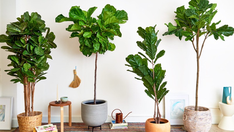 cách chăm sóc cây bàng singapore cách chăm sóc cây bàng singapore