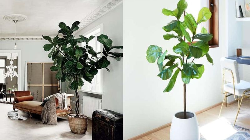 cách chăm sóc cây bàng singapore cách chăm sóc cây bàng singapore