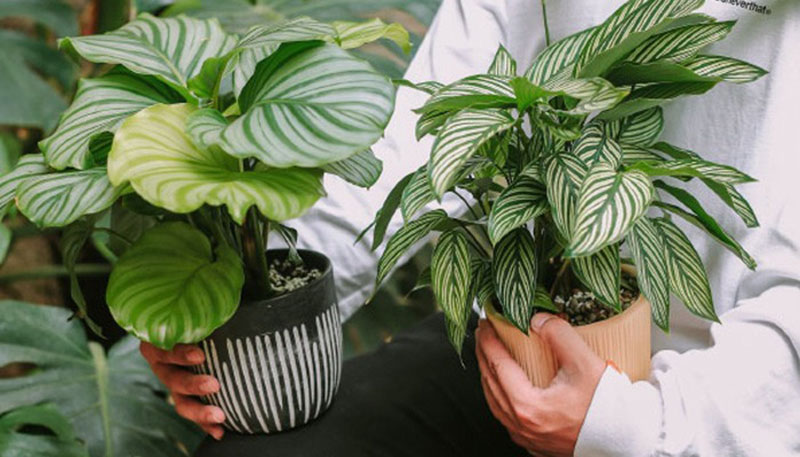 Hướng dẫn cách trồng cây đuôi công Hướng dẫn cách trồng cây đuôi công