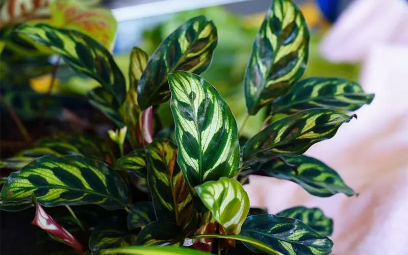 Công dụng và ý nghĩa cây đuôi công Công dụng và ý nghĩa cây đuôi công