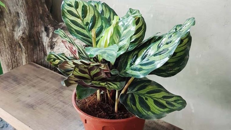 Cây đuôi công là cây gì? Cây đuôi công là cây gì?