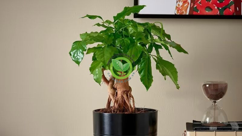 Kỹ thuật chăm sóc cây hạnh phúc Kỹ thuật chăm sóc cây hạnh phúc