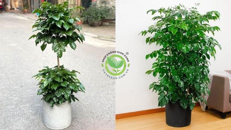 Ý nghĩa phong thủy cây hạnh phúc Ý nghĩa phong thủy cây hạnh phúc