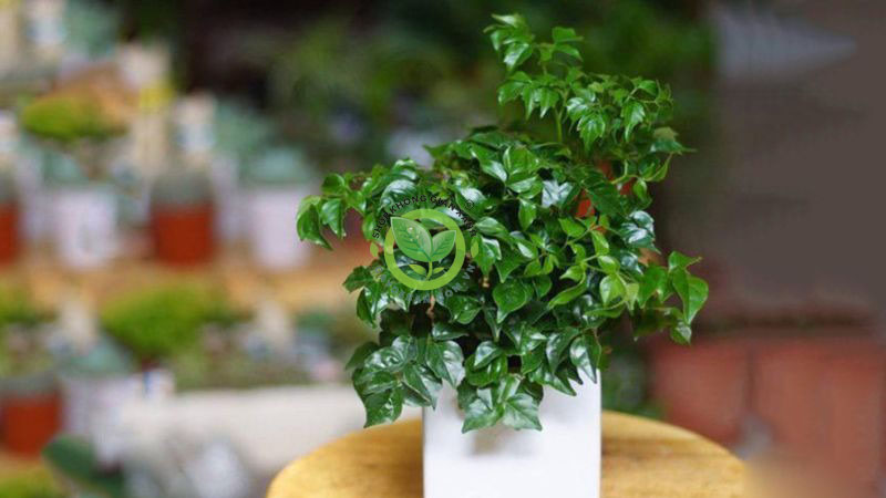 Ý nghĩa phong thủy cây hạnh phúc Ý nghĩa phong thủy cây hạnh phúc