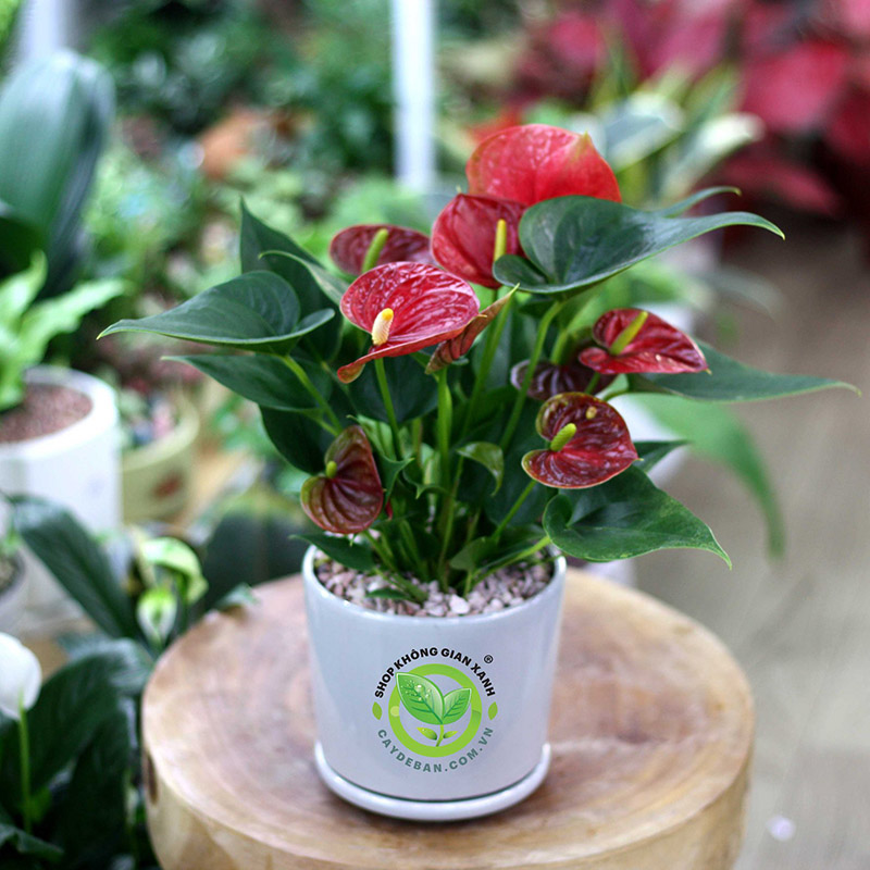 Một số lưu ý khi chăm sóc cây hoa hồng môn