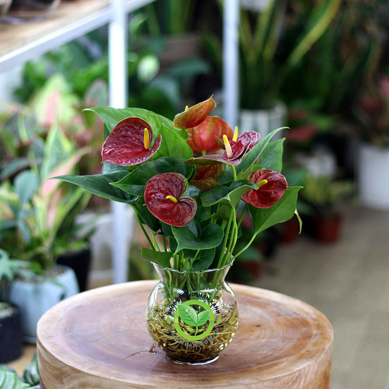 Kỹ thuật trồng cây hồng môn tại nhà