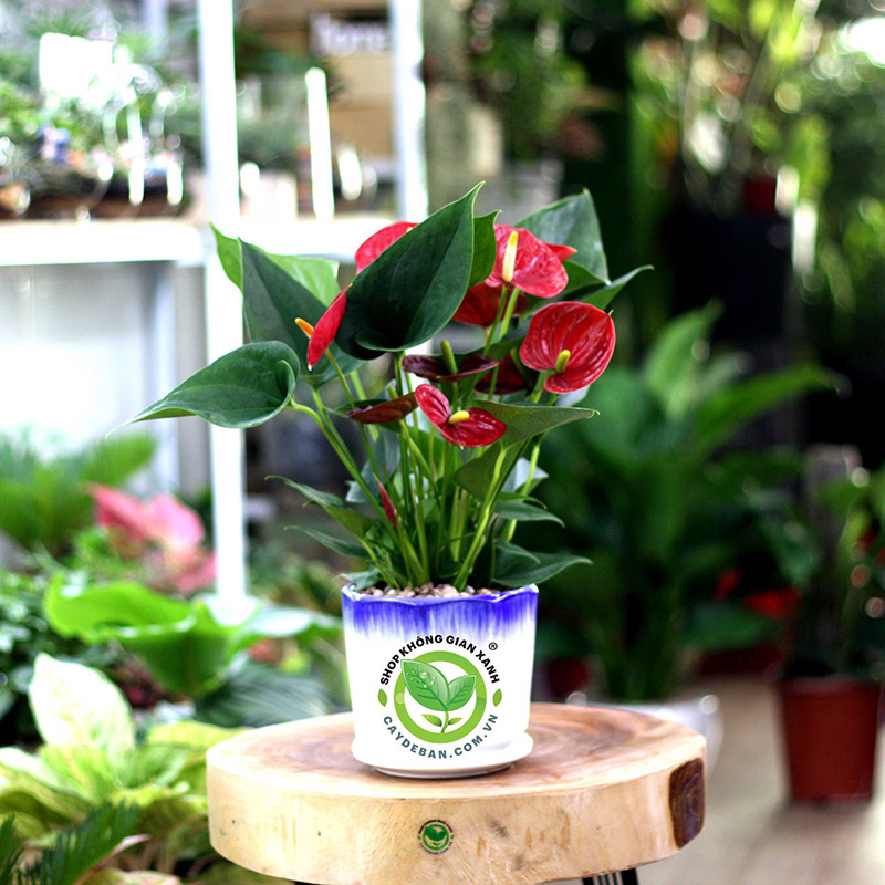 Đặc điểm cây hồng môn