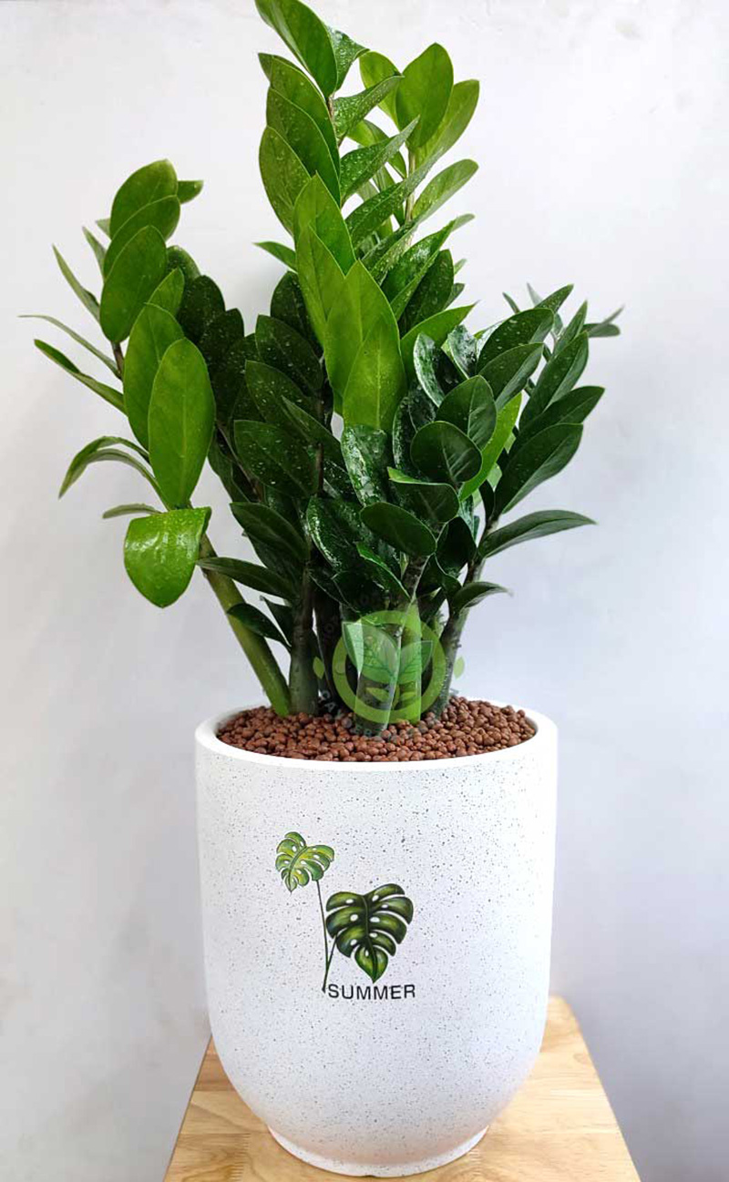 Những sai lầm khi trồng cây Kim Tiền tại nhà Những sai lầm khi trồng cây Kim Tiền tại nhà