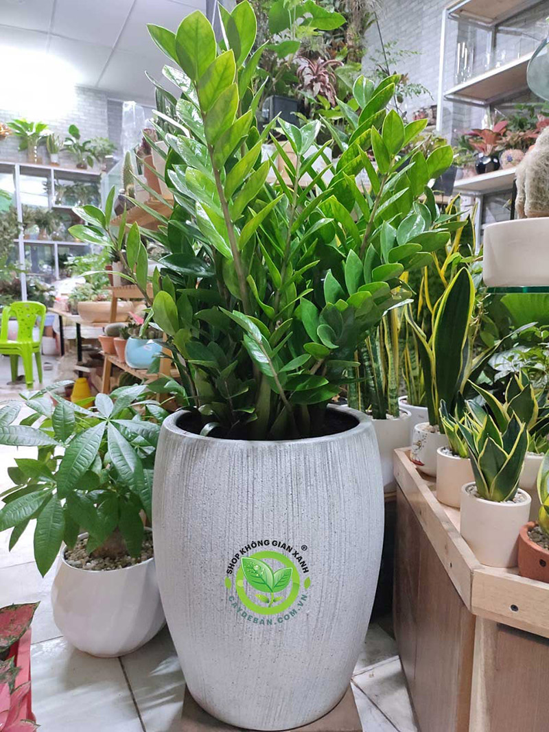 Sơ lược về cây Kim Tiền Sơ lược về cây Kim Tiền