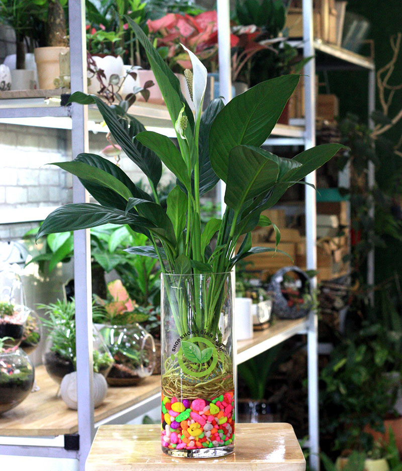 Ứng dụng cây lan ý trong đời sống Ứng dụng cây lan ý trong đời sống