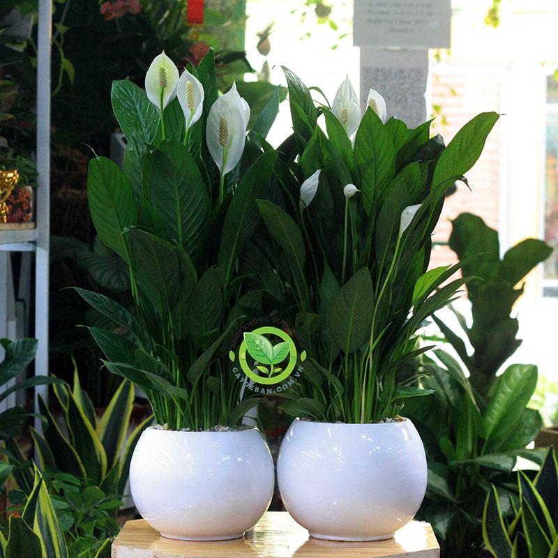 Chăm sóc Lan Ý đúng cách Chăm sóc Lan Ý đúng cách