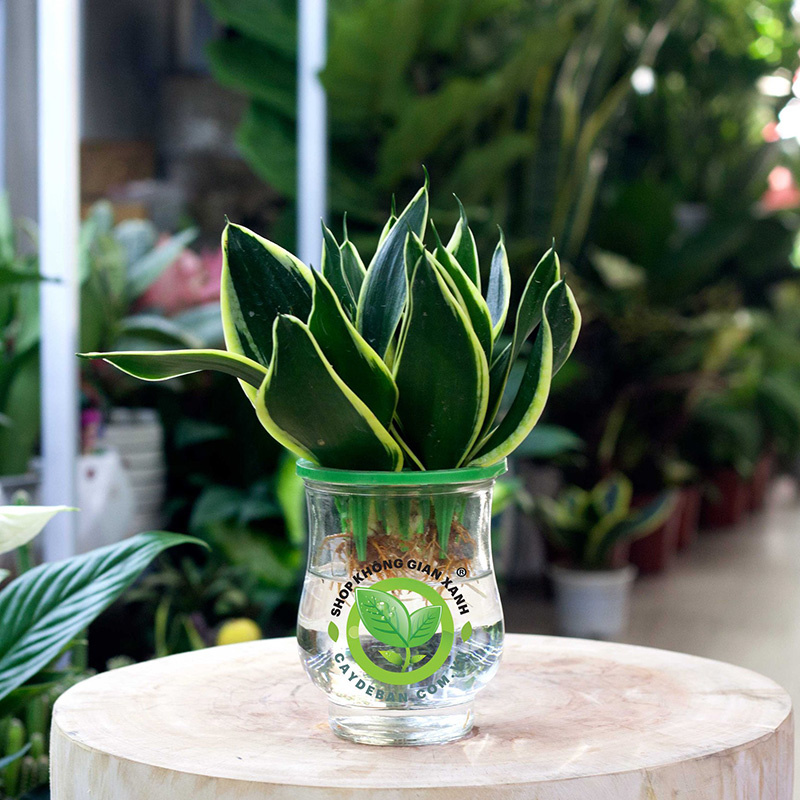 Cách chăm sóc cây lưỡi hổ Cách chăm sóc cây lưỡi hổ