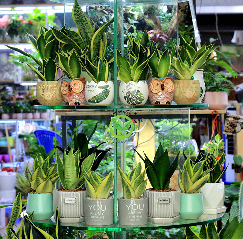 Ý nghĩa phong thủy cây lưỡi hổ Ý nghĩa phong thủy cây lưỡi hổ