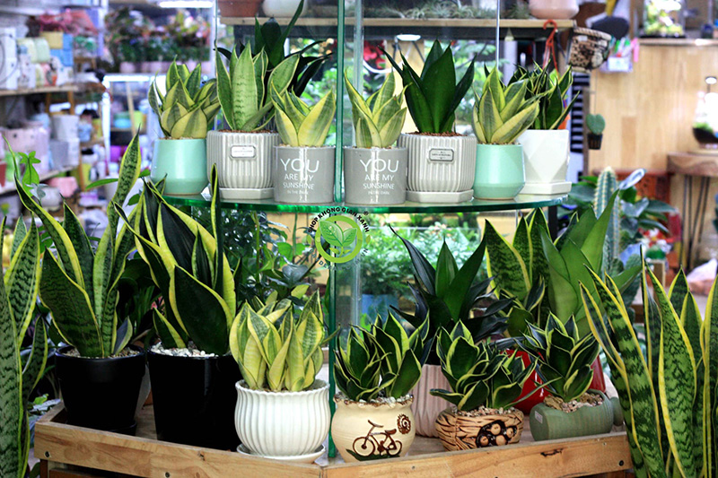 Các loại lưỡi hổ phổ biến Các loại lưỡi hổ phổ biến