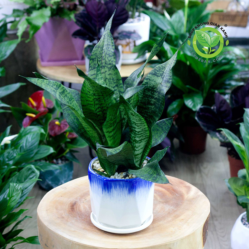 Đặc điểm của cây lưỡi hổ Đặc điểm của cây lưỡi hổ