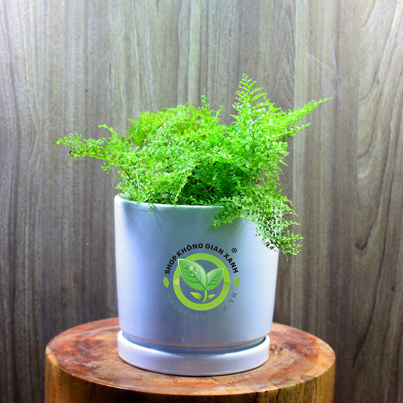 Cách chăm sóc dương xỉ đúng cách Cách chăm sóc dương xỉ đúng cách