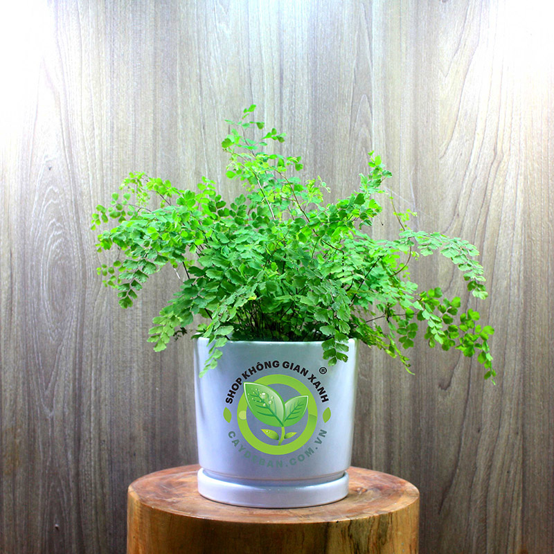 Cách trồng và chăm sóc dương xỉ Cách trồng và chăm sóc dương xỉ