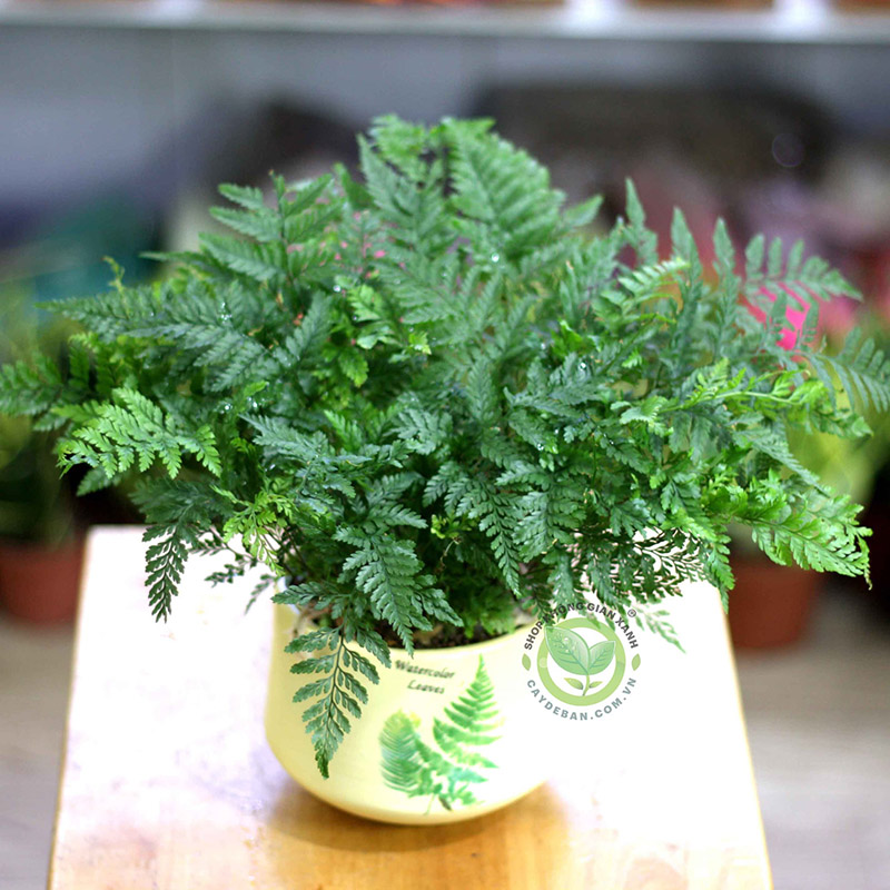 Ý nghĩa cây dương xỉ trong phong thủy Ý nghĩa cây dương xỉ trong phong thủy