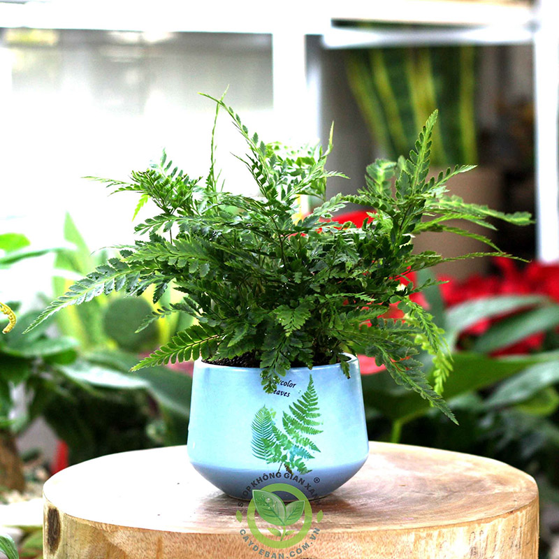 Một số loại cây dương xỉ phổ biến Một số loại cây dương xỉ phổ biến