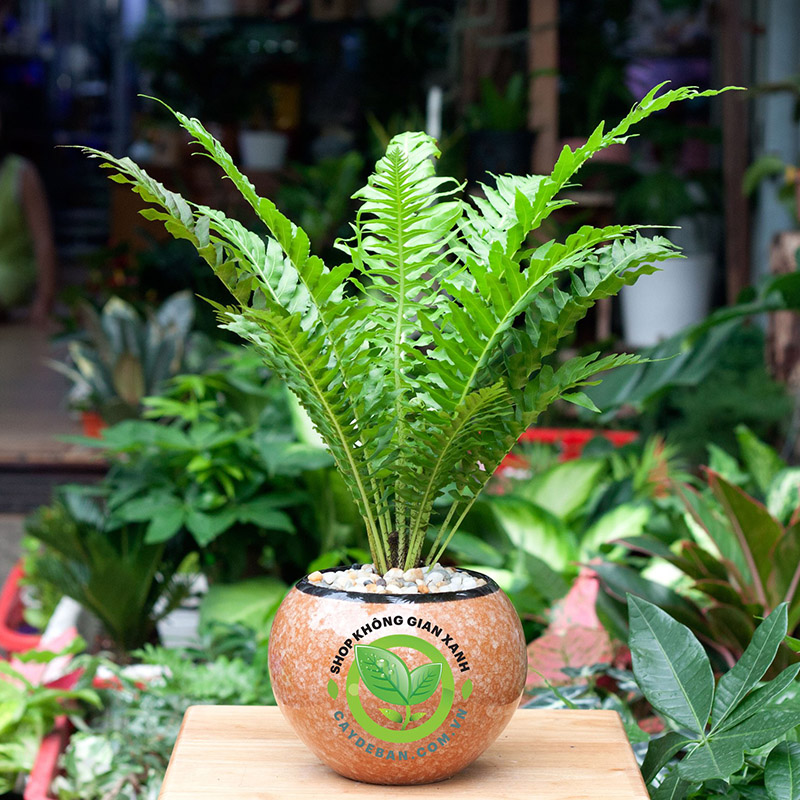 Đặc điểm cây dương xỉ Đặc điểm cây dương xỉ