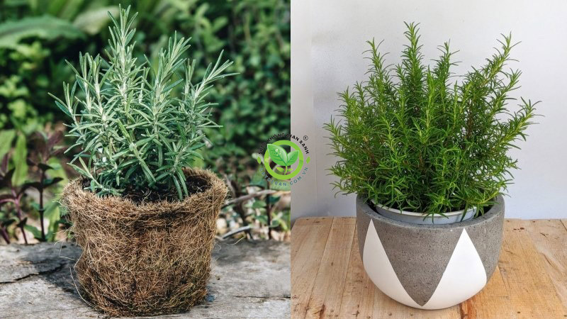 Thông tin về cây hương thảo Thông tin về cây hương thảo