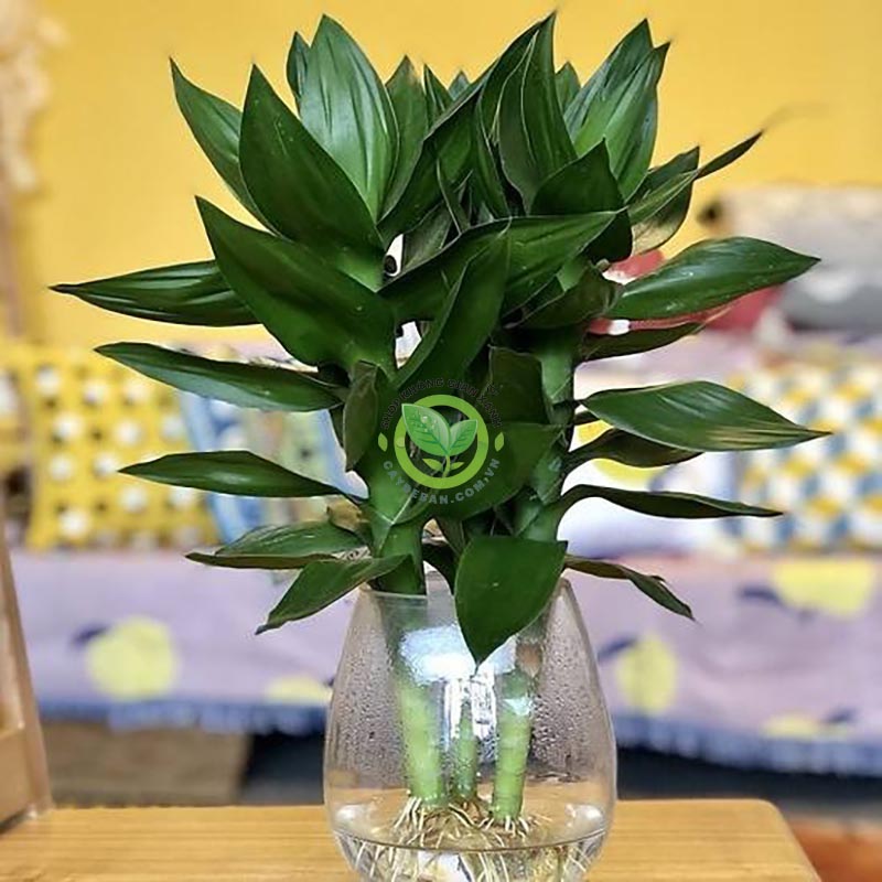 Điều kiện thích hợp để cây phát tài khúc, phát tài búp sen phát triển tốt Điều kiện thích hợp để cây phát tài khúc, phát tài búp sen phát triển tốt