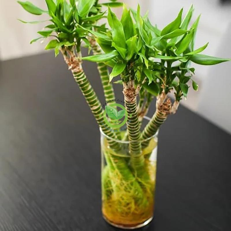 Ý nghĩa của cây phát tài khúc, phát tài búp sen Ý nghĩa của cây phát tài khúc, phát tài búp sen