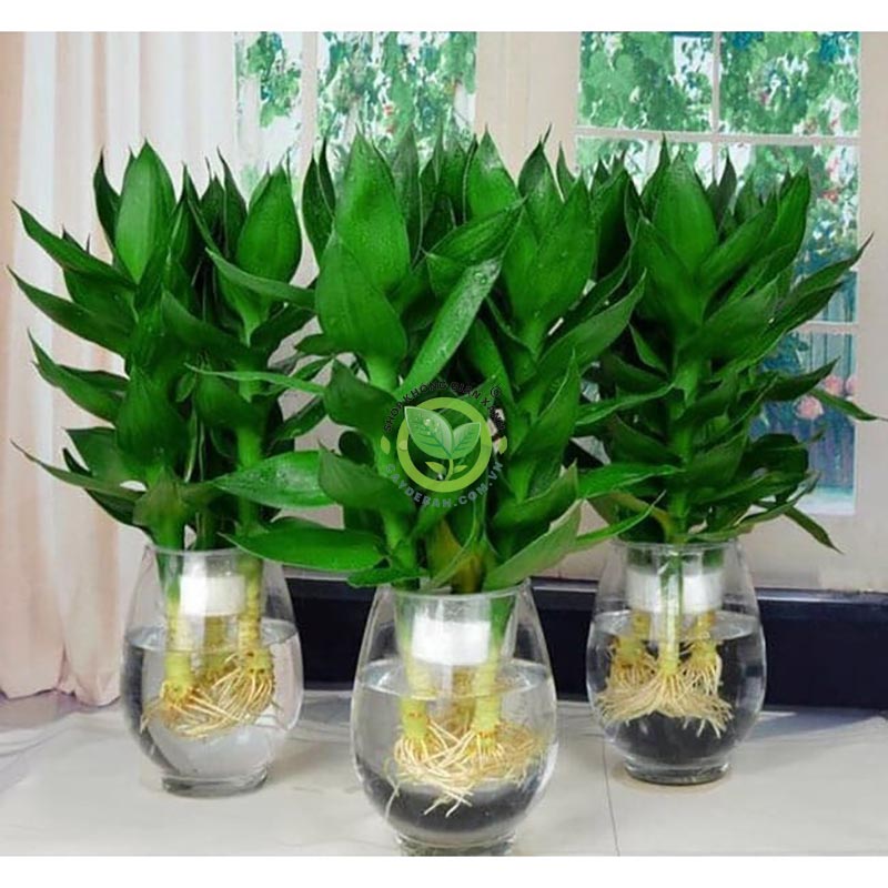 Thông tin - Đặc điểm của cây phát tài khúc Thông tin - Đặc điểm của cây phát tài khúc