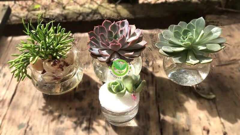 Sai lầm thường gặp khi trồng và chăm sóc cây sen đá Sai lầm thường gặp khi trồng và chăm sóc cây sen đá