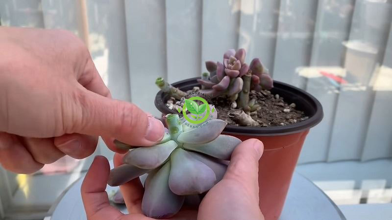 Hướng dẫn cách trồng cây sen đá Hướng dẫn cách trồng cây sen đá