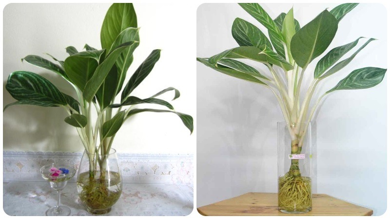 Cách giúp cây bạch mã hoàng tử ra hoa nhanh hơn Cách giúp cây bạch mã hoàng tử ra hoa nhanh hơn