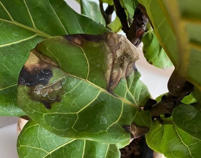 Cách chăm sóc cây bàng Singapore tại nhà Cách chăm sóc cây bàng Singapore tại nhà