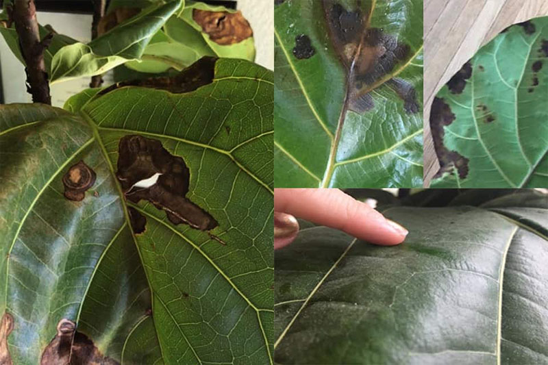 Cách trồng cây bàng Singapore Cách trồng cây bàng Singapore