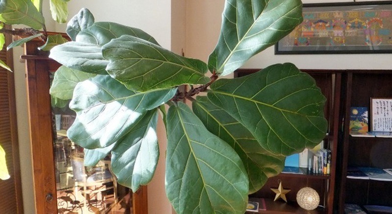 Đặc điểm và lợi ích của cây bàng Singapore Đặc điểm và lợi ích của cây bàng Singapore