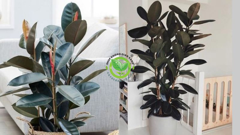 Cây đa búp đỏ Cây đa búp đỏ