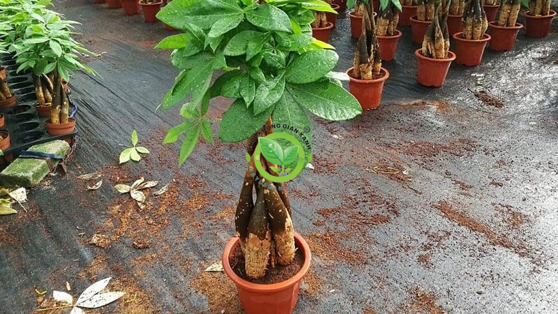 Cây kim ngân Cây kim ngân