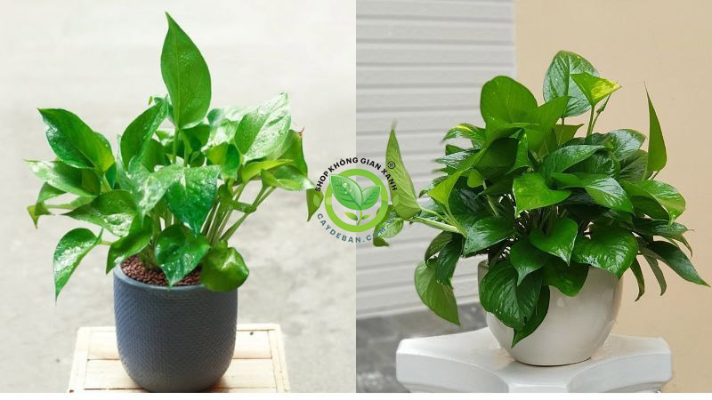 Cây thuộc họ trầu bà Cây thuộc họ trầu bà