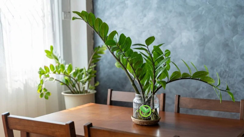 Làm thế nào khi tiếp xúc với lá cây kim tiền Làm thế nào khi tiếp xúc với lá cây kim tiền