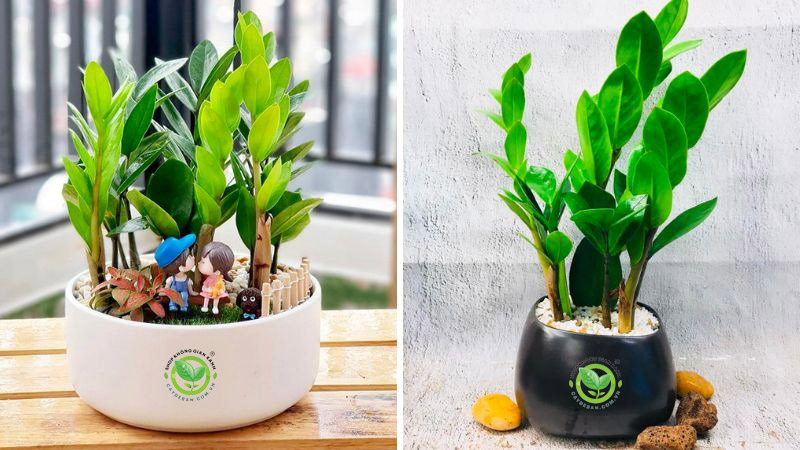 Cây kim tiền có độc không? Cây kim tiền có độc không?