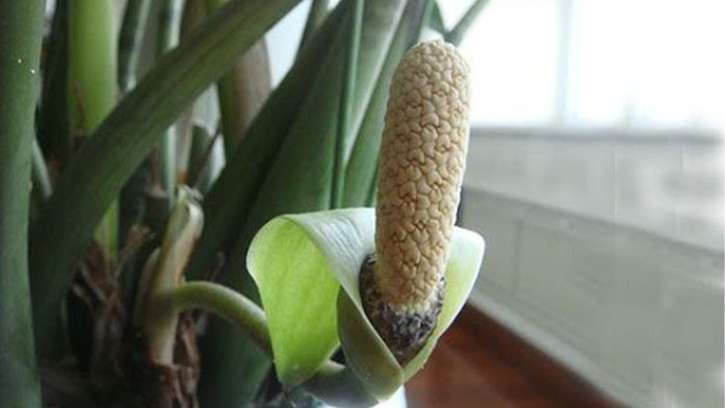 cây cảnh phong thủy nở hoa cây cảnh phong thủy nở hoa