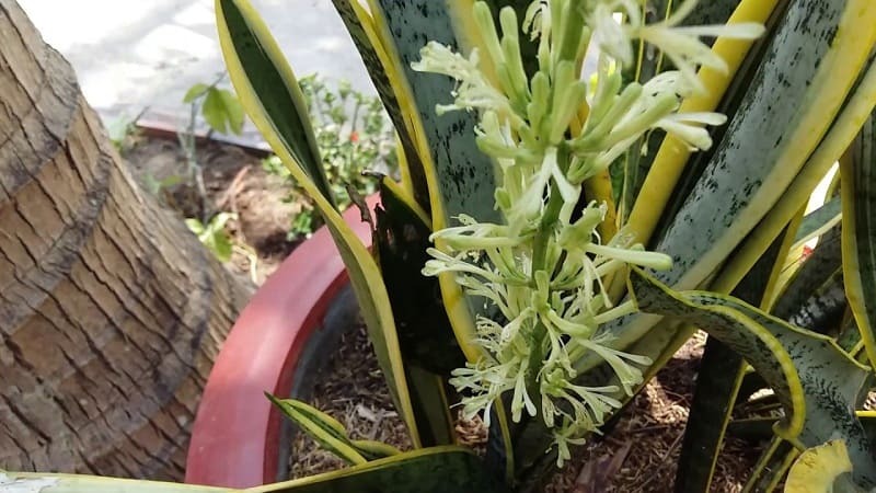 cây cảnh phong thủy nở hoa cây cảnh phong thủy nở hoa