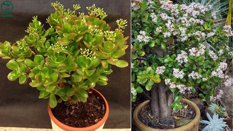 cây cảnh phong thủy nở hoa cây cảnh phong thủy nở hoa